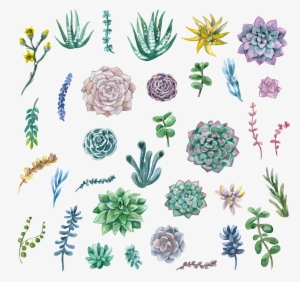 Watercolor Painting Succulent Plant Clip Art Plants - Succulent Clip Art Png #50089