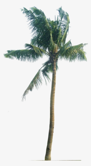Palm Tree Png, Palm Trees, Plant Pictures, Tropical - Cocos Nucifera Png #50205
