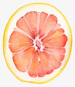Watercolor - Grapefruit - Grapefruit Watercolor #50369