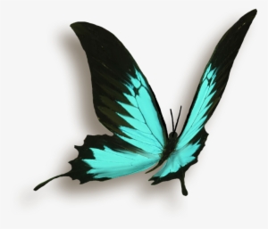 Butterfly Papillon #50480