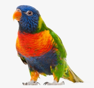 Parrot Transparent Background #50501