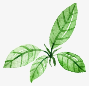 Green Leaf Watercolor Hand Painted Cartoon Transparent - Hojas Dibujo Acuarela Png #50611