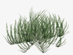 Ground Cover - Grass #50735