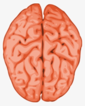 Brain Clip Art #50968