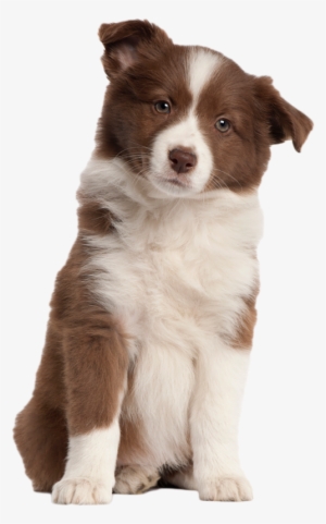 Puppy Png Transparent Image - Australian Shepherd No Background #51076