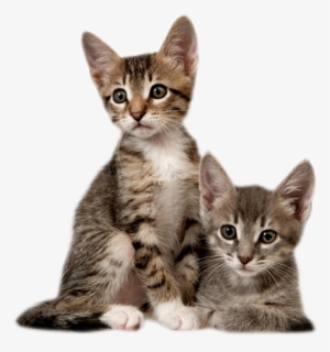 Kitten - Cat With Kitten Png #51094