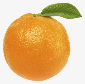 Orange Png Image - Transparent Transparent Background Orange #51195