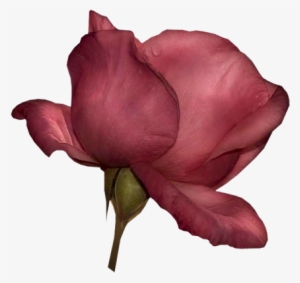 Dustypinkrose - .net #51388