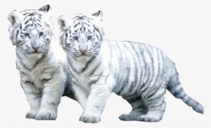 White Tiger Png File - White Tiger Png #51456