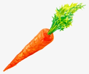 Carrots Png Watercolor Vector Transparent Stock - Painted Carrot Png #51592
