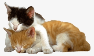 Kitten Cats Together - You Can T Stay Mad At Me #51890