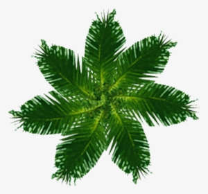 Palm Tree Plan View Png - Free Printable Housewarming Invitation Cards #52168