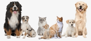 Pet Boarding - Golden Retriever #52415