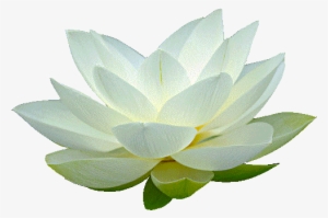 Free Transparent Transparentpng - Transparent Background White Lotus #52535
