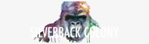 Silverback Colony #52583
