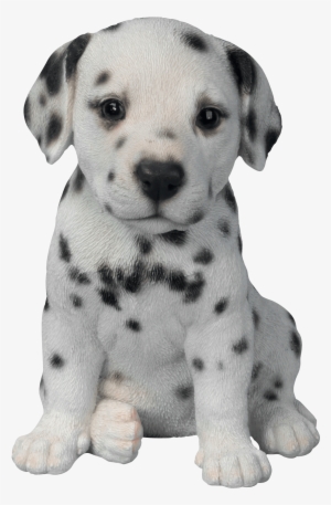 Dalmatian Puppy - Fully Automatic Assault Meme #52662