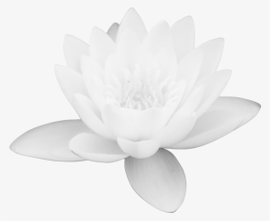 Lotus Flower Png Images Free Download Png Library - White Lotus Flower Png #52858