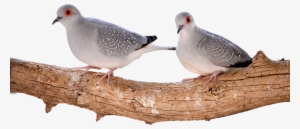 Doves On Branch - Bird #53091