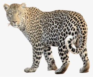 Free Free 281 Png Transparent Cheetah Print Svg Free SVG PNG EPS DXF File