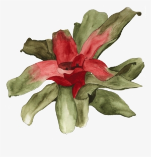 Available In Shop - Tropics #53230