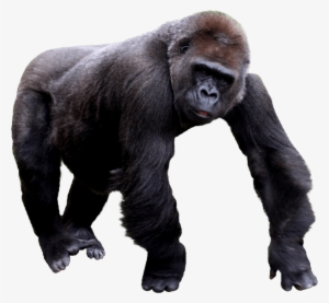Free Png Gorilla Png Images Transparent - Transparent Background Gorilla Clipart #53472
