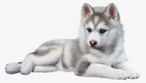 Wolf Baby - Baby Husky Png #53499