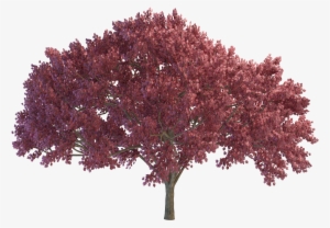 Cherry Tree Png File - Tan Taşçı Bana Aşktan Söz Etme #53750