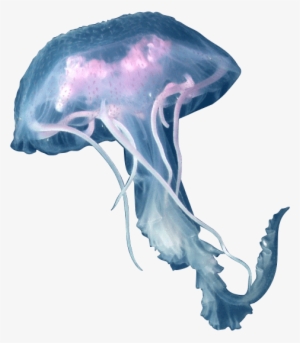 Image Library Png Images Free Download - Jellyfish Png #53924