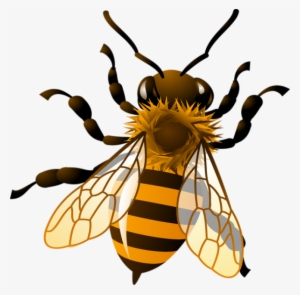 Bee Png Clipart - Realistic Bee Clip Art #54278