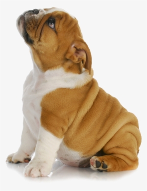 Puppy Png Clipart - Puppy Png #54337