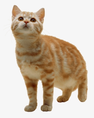 Sweet Cat Kitten Png - Cat Transparent Background #54368