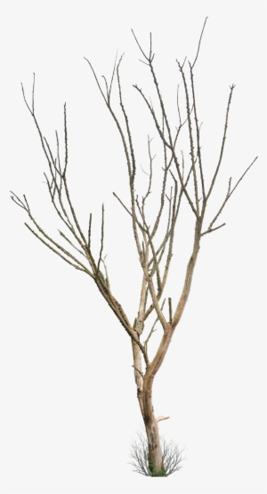 Dead Tree Png - Dry Tree Png #54439