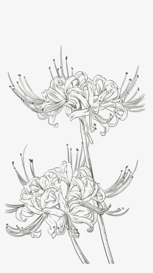 Red Spider Lily Png - Red Spider Lily Drawing #54553