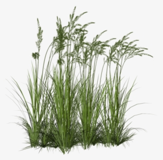 Free Icons Png - Ornamental Grass Png #54976