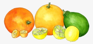 Watercolor Citrus In A Row - Sitrusi Png #55185