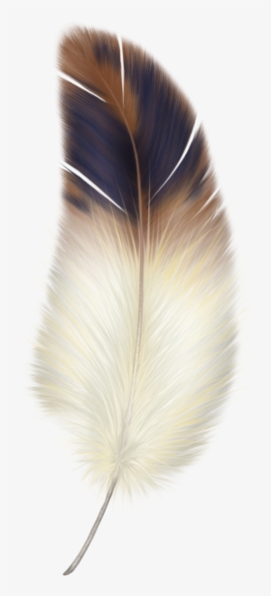 Фотки Beautiful Feather - Bird Feather Clipart #55249
