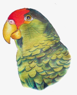 Parrot #55315