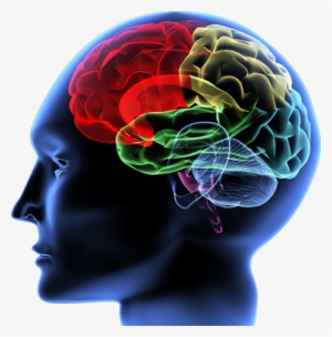 Brain - Ormus,monoatomic Gold,ormus Gold 740mls #55423