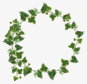 Ivy Crown / Transparency - Green Leaves Crown Png #55715