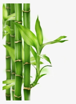 Zen - Bamboo Png #56753