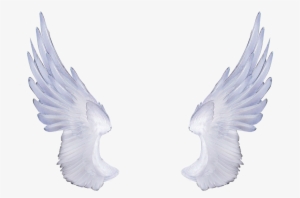 Wing Png Transparent Wing Png Image Free Download Page 5 Pngkey