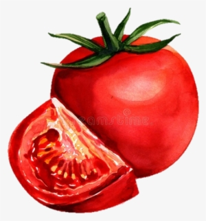 Watercolor Painting Tomato Drawing - Tomato Watercolor Painting #56841