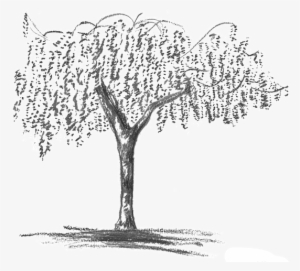 Wisteria Grey - Blue Wisteria Tree Drawing #56905