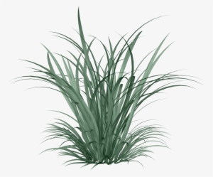 Фото, Автор Arana На Яндекс - Cymbopogon Citratus Png #57025