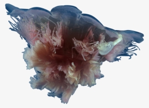 The Jellyfish App In The Media - Cyanea Rosea #57314