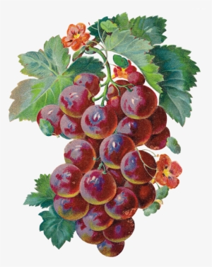 Grape Clipart Watercolor - Grapes Large Rub-ons Single-pack #57489
