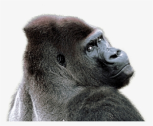 Free Png Gorilla Png Images Transparent - Gorilla Png #57832
