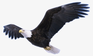 Flying Eagle Transparent Png - Ready To Find Yourself #58174
