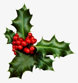 Holly Png Banner Black And White Library - Sprig Of Holly - Free ...