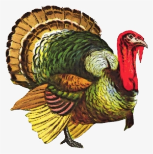 Turkey Png File - Thanksgiving Wild Turkey Throw Blanket #58409